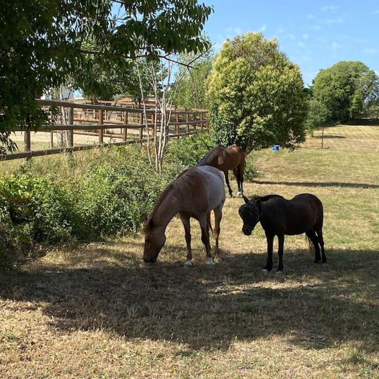 La Bastide de Jean Maison de charme dans un domaine equestre privé - Maison 2 Chambres - 46