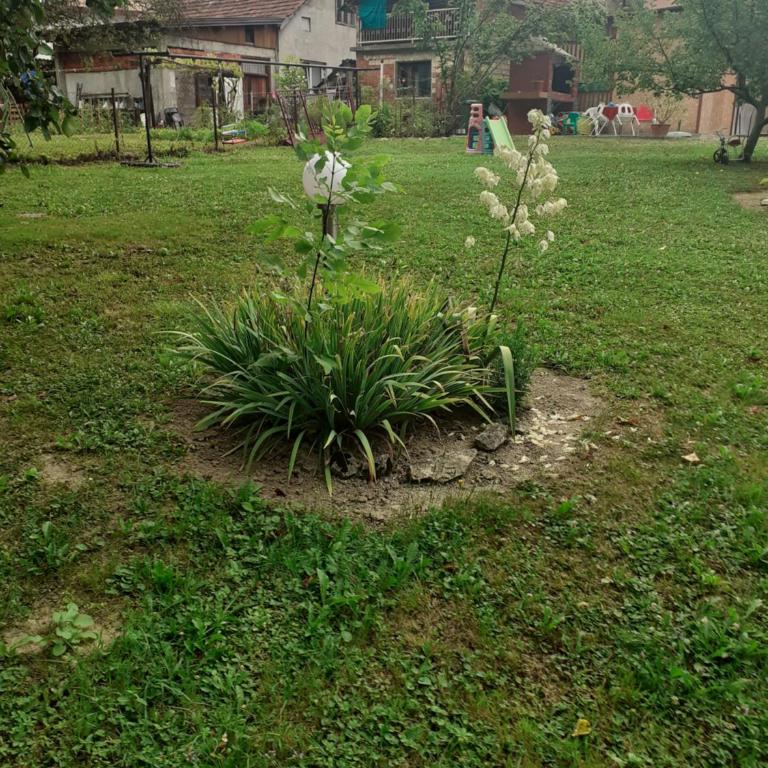 Apartman Dalal - with access to river Una - Two-Bedroom Apartment - 13