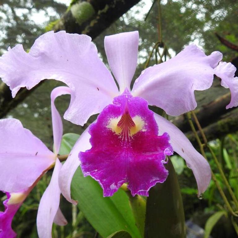 Cucú Ardilla Vivienda Campestre en Pance - Two-Bedroom House - 6