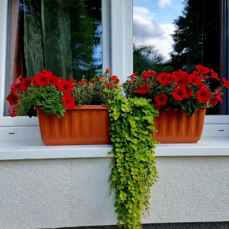 Haus Bierherr - Apartment - Ground Floor - 1