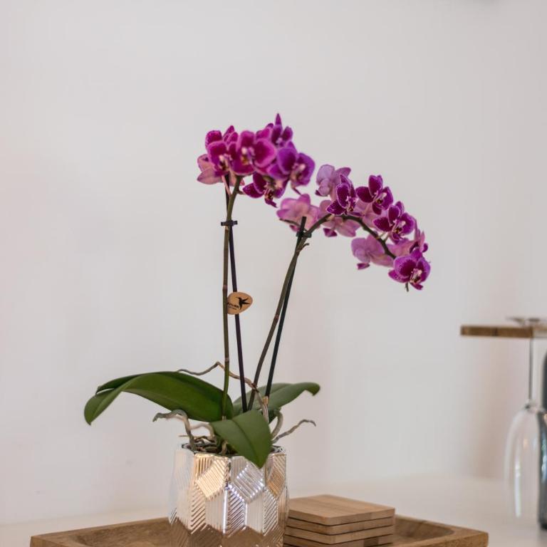 Orchideen Apartment - Apartamento con terraza - 10