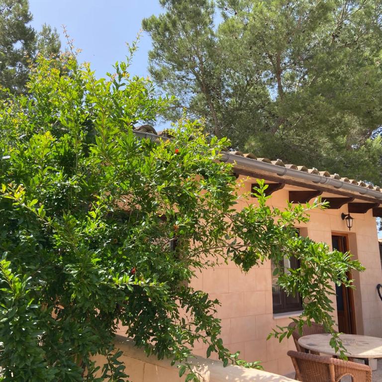 Finca Sa Canova Agroturismo - Estudio con terraza - 11