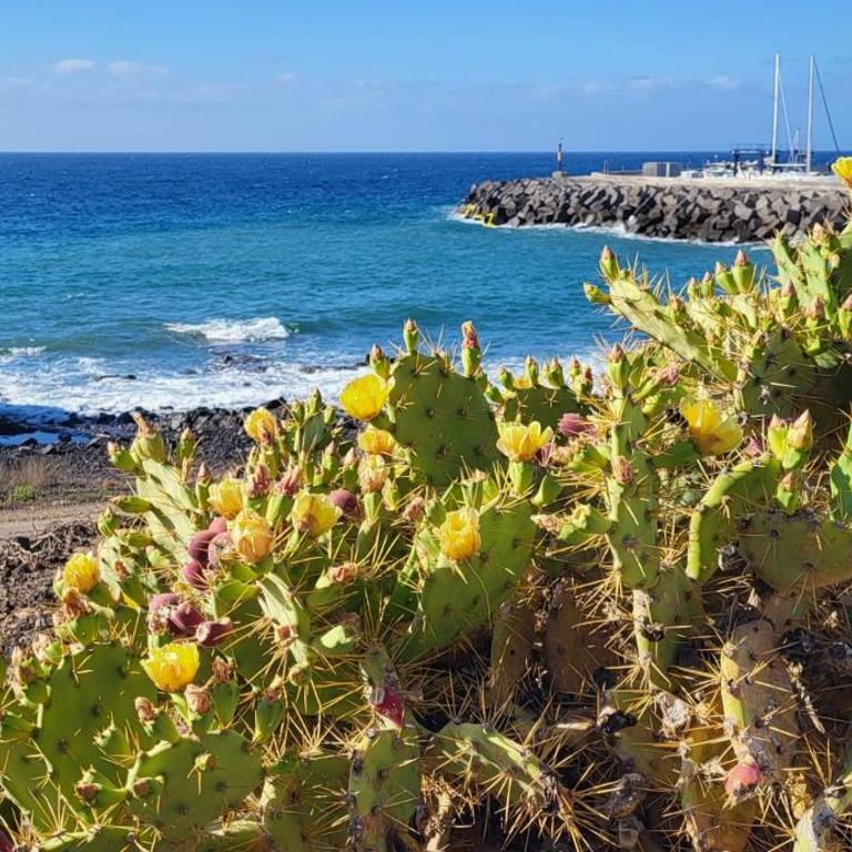 Albatros Tenerife Golf Sea View - Apartamento con vistas al mar - 45