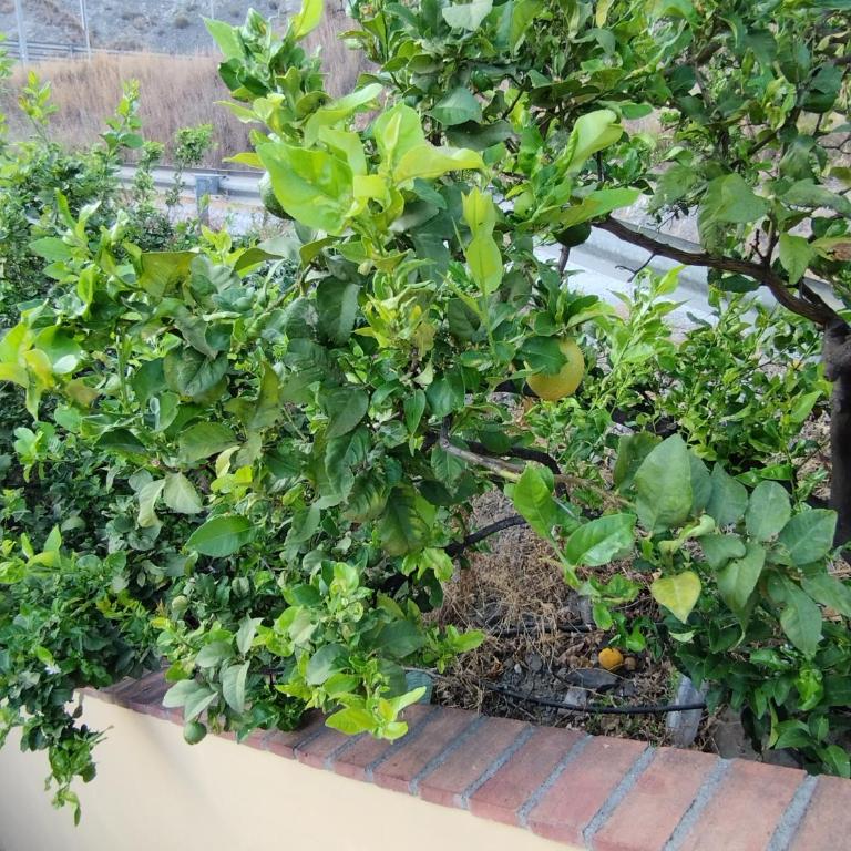 CORTIJO LA YEGUA - Two-Bedroom House - 8