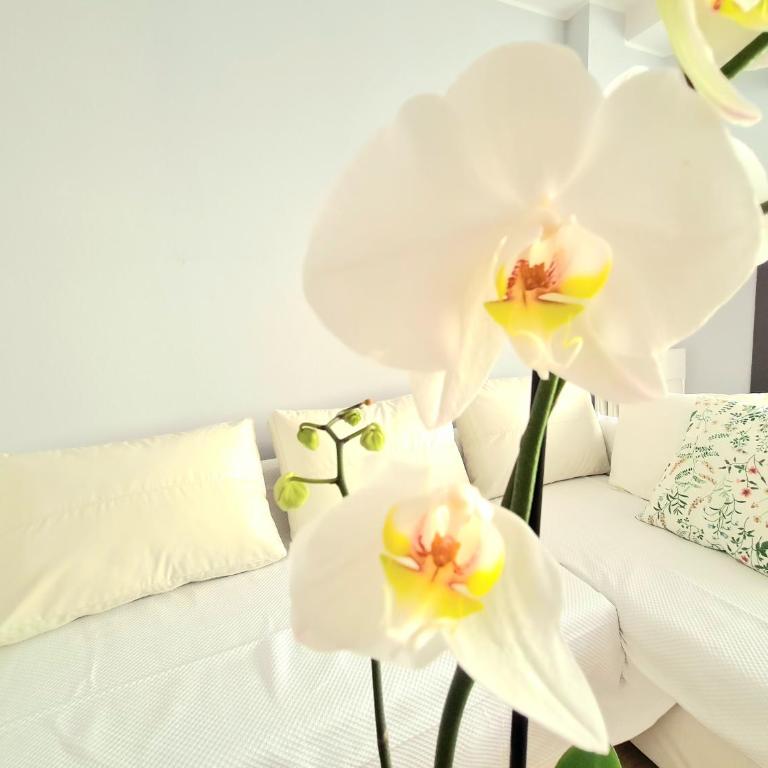 AA Guest - El Mono de Torre del Mar Eco Apartment - Apartamento Estudio - 16