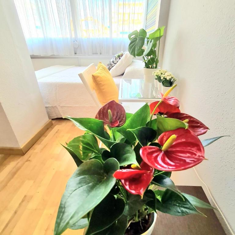 AA Guest - El Mono de Torre del Mar Eco Apartment - Apartamento Estudio - 22