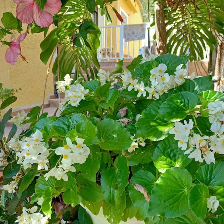 VILLA FALCONERA APARTAMENTS, GANDIA a las faldas de la montaña RELAX & PETS - Apartamento de 1 dormitorio - 32