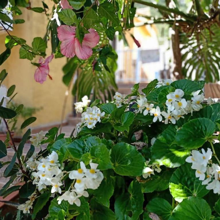 VILLA FALCONERA APARTAMENTS, GANDIA a las faldas de la montaña RELAX & PETS - Apartamento de 1 dormitorio - 31