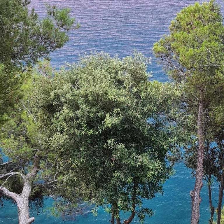Villa Cokkinis fronte mare con ampio giardino - Villa con 3 Camere da Letto - 45