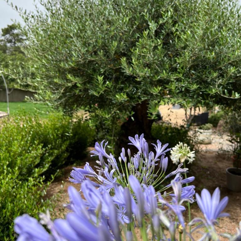 Les Jardins De Santa Giulia - Charmante chambre dhte - Chambre Simple - 19