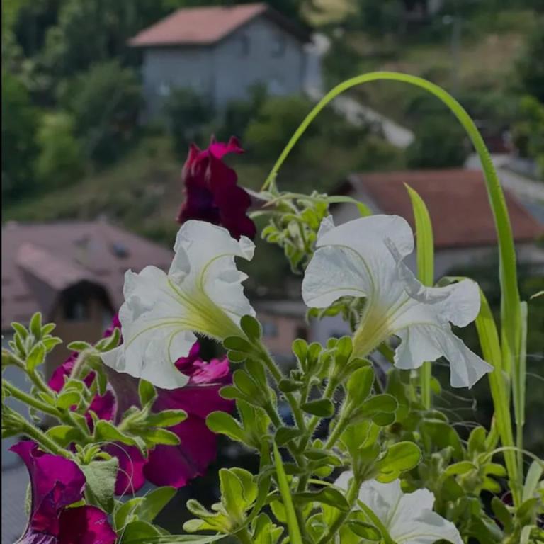 Villa Dream - Vila - 53