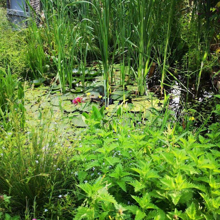 Colmar Friends and Familly guest home - COLMAR Gare - Jardin - Combles et Vous - Appartamento con Vista Giardino - 72