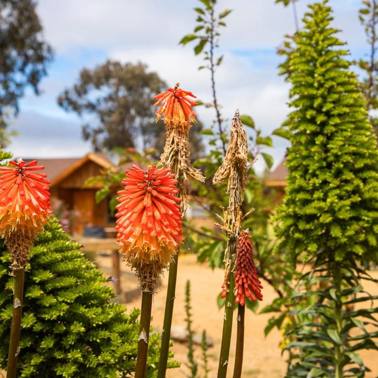 Cabaña en Tunquén con parrilla, fogón, piscina y bosque - Casa con 1 dormitorio - 12