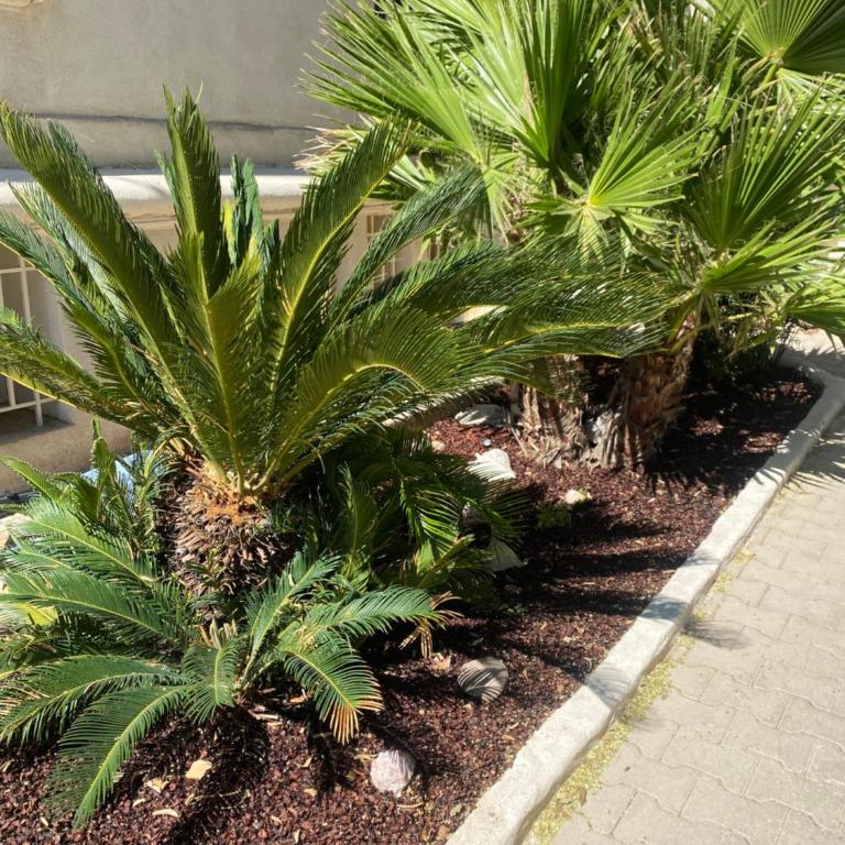 Casa Cacao près plage et vélodrome - Villa - Vue sur Jardin - 1