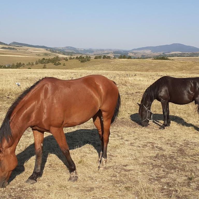 Apartman Komlenac-Zlatibor - Apartman sa 1 Spavaćom Sobom - 38