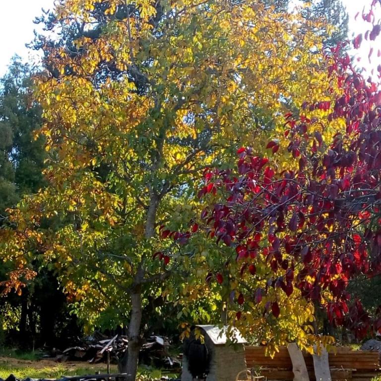Cabaña Cafuné - Chalet de 1 dormitorio - 22