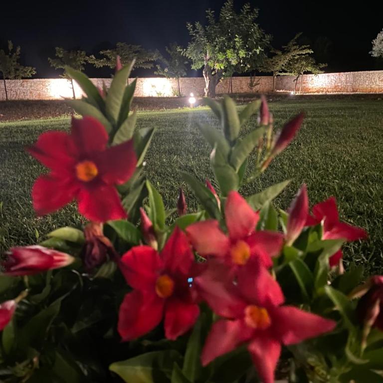 Lamia Petricore Ostuni - Casa con 3 Camere da Letto - 58