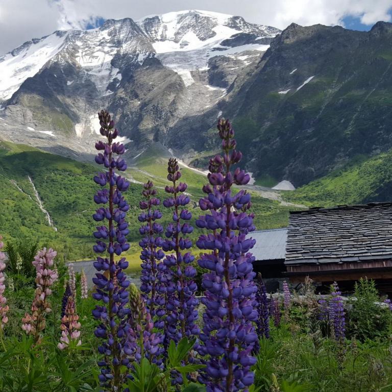 Duo Des Alpages vue exceptionnelle sur le Mont Blc - Appartement avec Vue sur la Montagne - 28