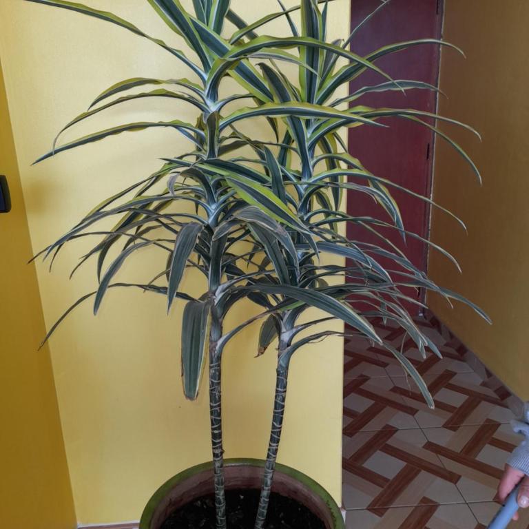 Hospedaje Las Lilas - Queen Room with Shared Bathroom - 15