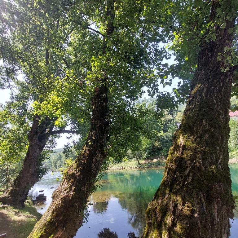 Apartmani Kajkut - Kuća sa 1 Spavaćom Sobom - 14