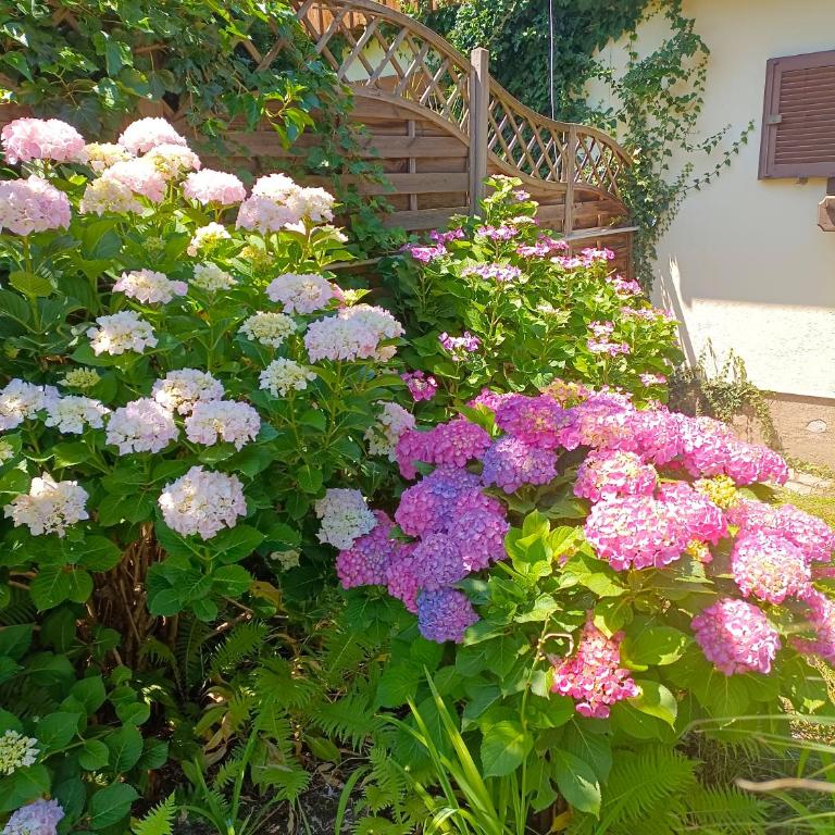 Haus Flora - Ferienwohnung Bodensdorf - Apartment mit 1 Schlafzimmer - 26