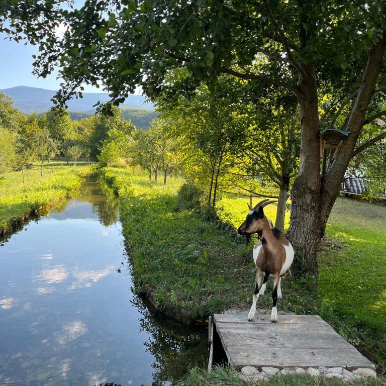 Soko holiday home Bihac - Villa - 30