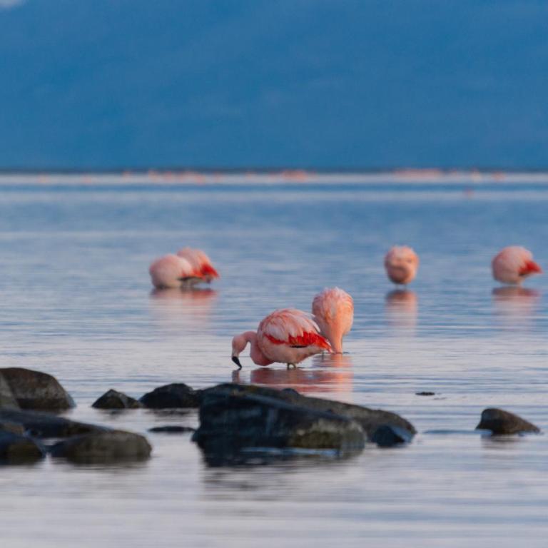 Hotel Las Dunas - Habitación Doble Estándar - 1 o 2 camas - 11