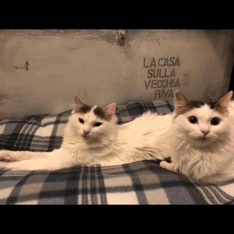 La casa sulla vecchia riva - Appartamento con 1 Camera da Letto - 21
