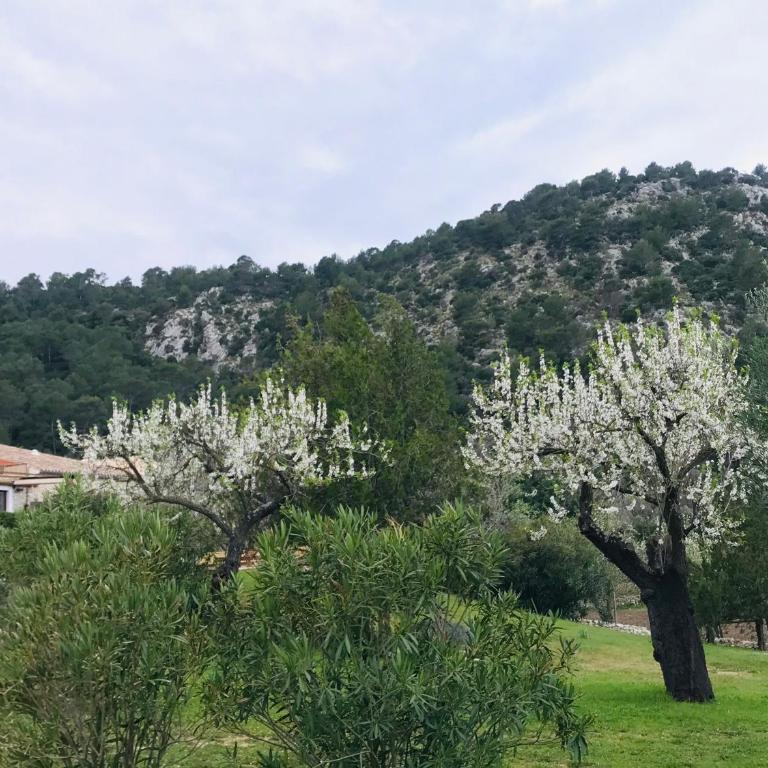 Villa Can Guillo Pollensa - Villa con piscina privada - 50