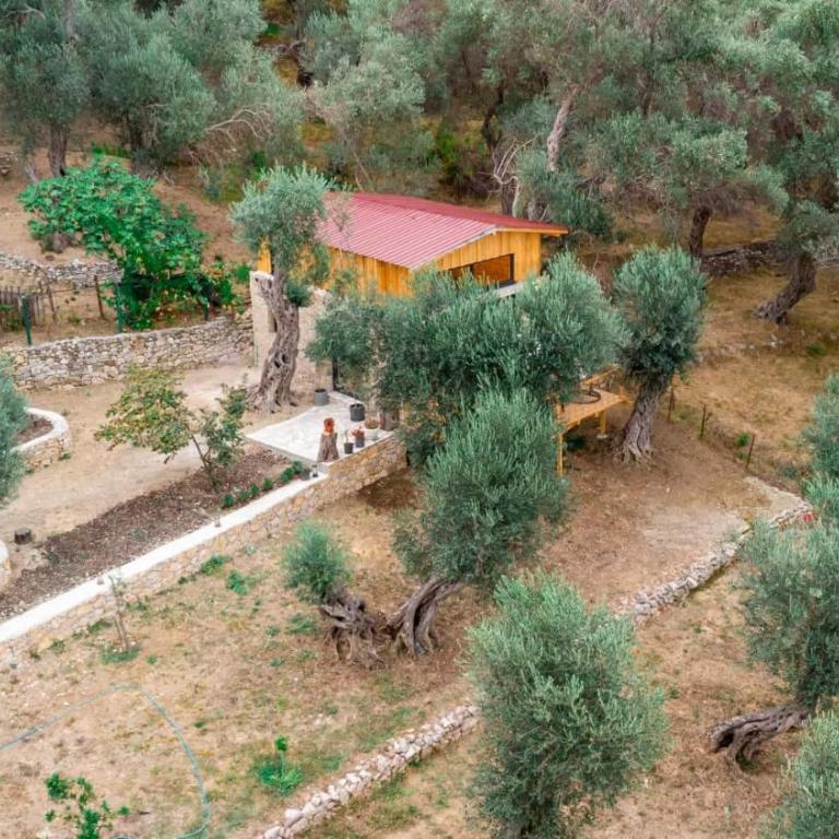 Olive Treasure - One-Bedroom Apartment - 9