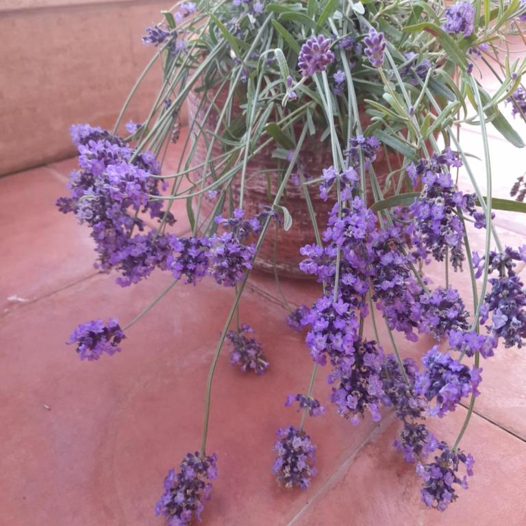 Sea view Penthouse with beautiful Terrace - Casa Verdi Jayanti - Appartamento con 1 Camera da Letto - 3