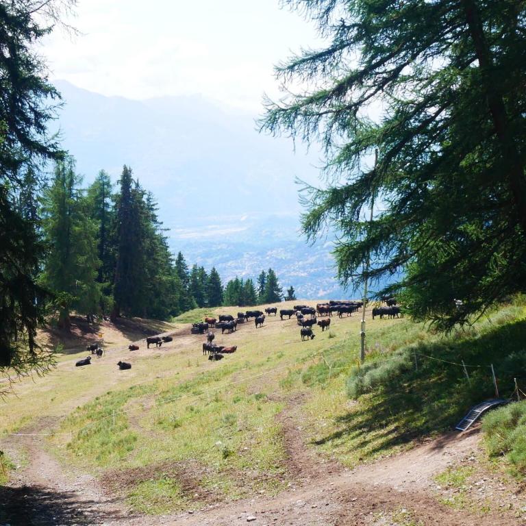 Apartment Crans-Montana near Ski Slopes - Appartement 3 Chambres - 57