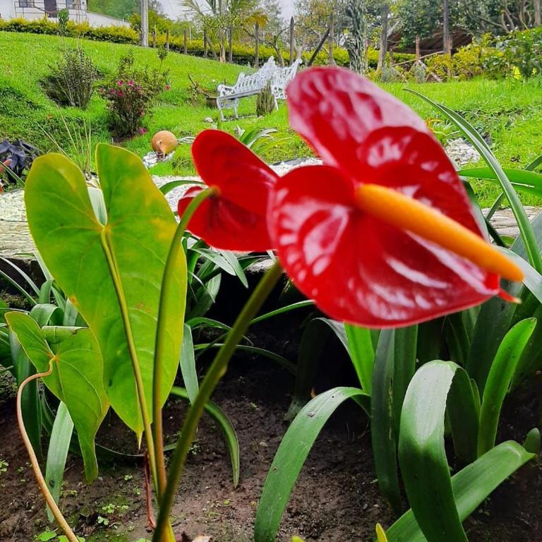 Cabañas Filadelfia - Three-Bedroom Chalet - 93