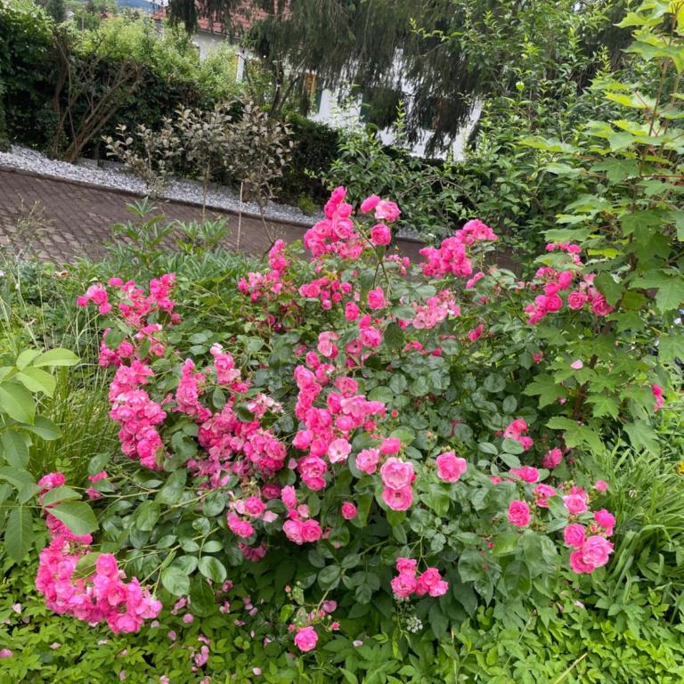 Freiblick 1 Bad Glbg mit Garten Top1 - Appartement 1 Chambre - 23