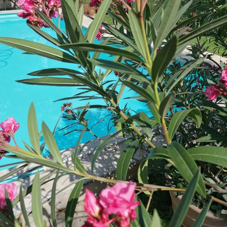 Four Seasons Apartment "GREEN PARADISE" - Apartment mit 2 Schlafzimmern - 53