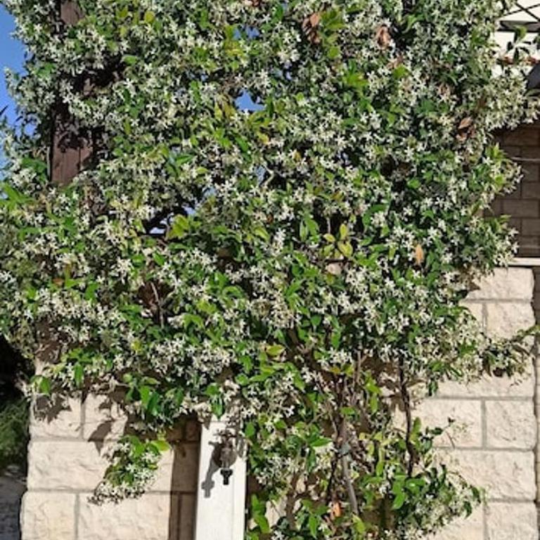 Casa vacanze "Ulivi nel Mare" - Two-Bedroom House - 19