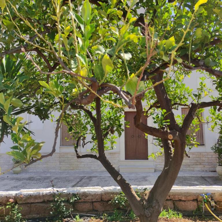 Residenza "I Tre Carrubi " - Casa con 2 Camere da Letto - 3