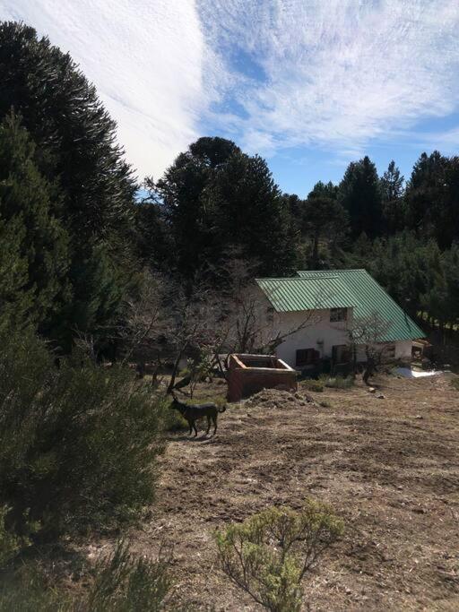 Casa Pehuenia, linda cabaña a pasos del Lago - Casa de 2 dormitorios - 31