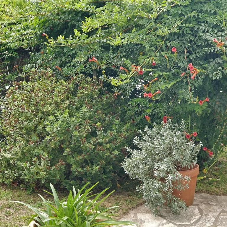 Villa Pare Gabea - 1 ou 2 chambres, jardin privatif 600m2 - Anglet - Appartement 2 Chambres avec Terrasse - 26