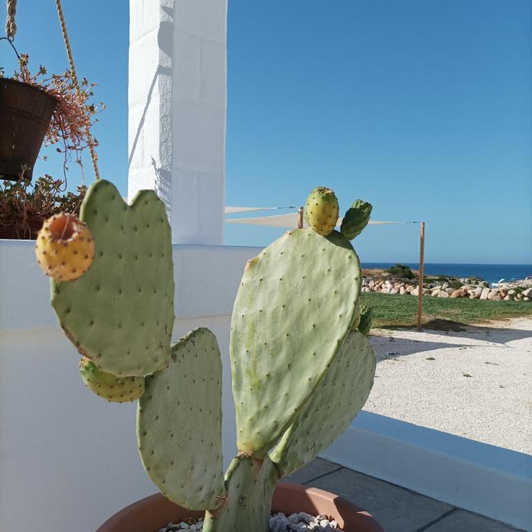 Villa Susca - villa sul mare - Villa con Vista Giardino - 27
