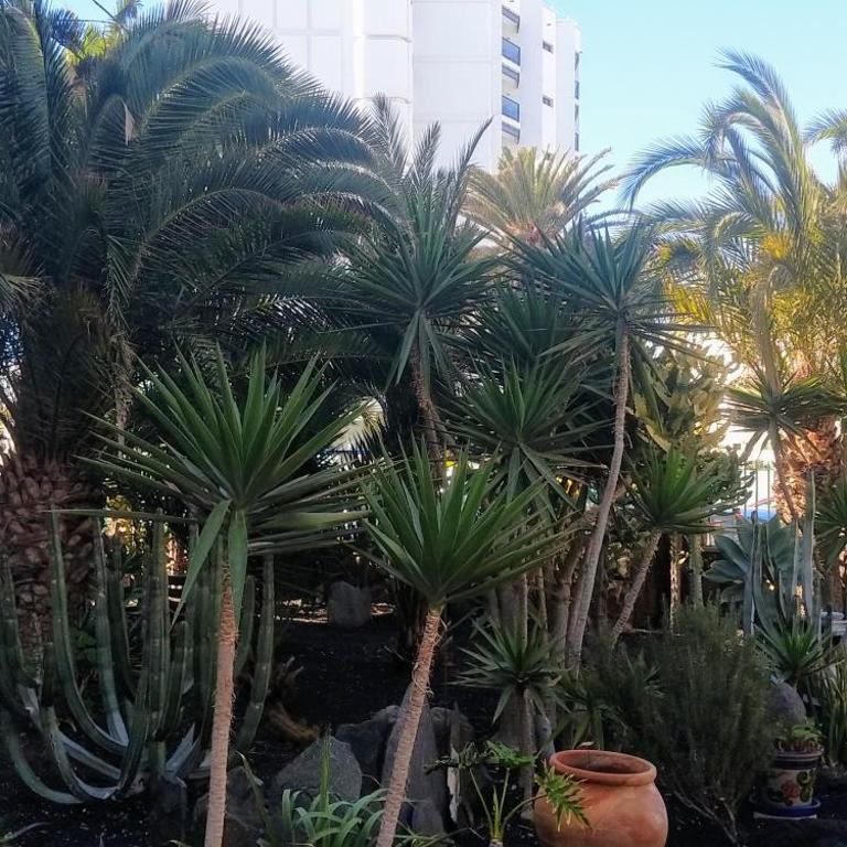 cactus - Apartamento de 2 dormitorios - 1