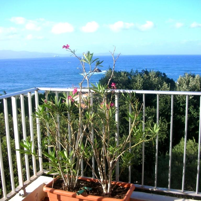 Appartement Climatisé Vue Mer Route des Sanguinaires - Appartement 2 Chambres - 2