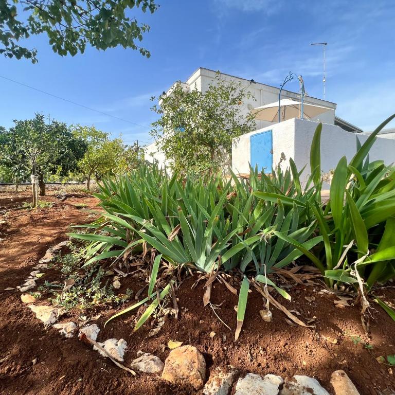 AL PEPE NERO - Casa in campagna a soli 5 minuti dal mare - Appartamento con 1 Camera da Letto - 60