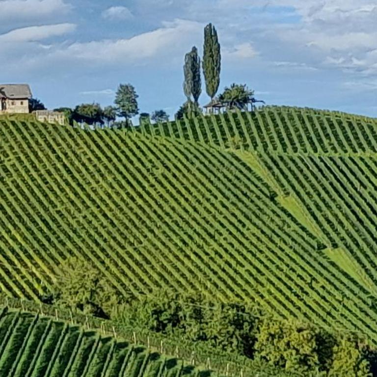 Glanz und Gloria Weingartenapartment an der Kellerstraße, viele Buschenschänke, sehr ruhige Lage, herrliche Aussicht! - Appartement - Vue sur Jardin - 28