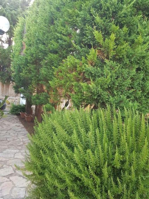 Villa delle Pomelie - Castellammare del Golfo - Apartment mit 2 Schlafzimmern - 21
