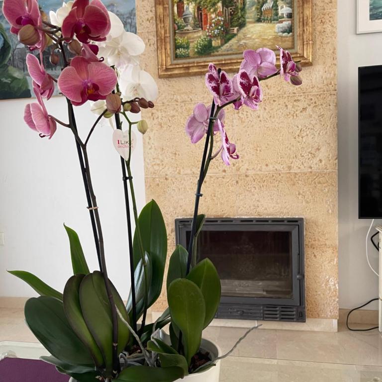 Villa with heated private pool, sea view& turkish sauna - Villa with Private Pool - 13