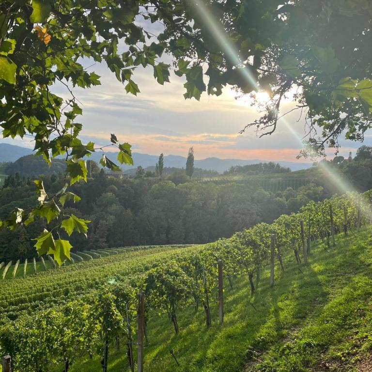 Summer Wine romantisches, fahrradfreundliches Weinbergidyll mit Traumausblick gleich neben Buschenschank! - Apartment mit 1 Schlafzimmer - 34