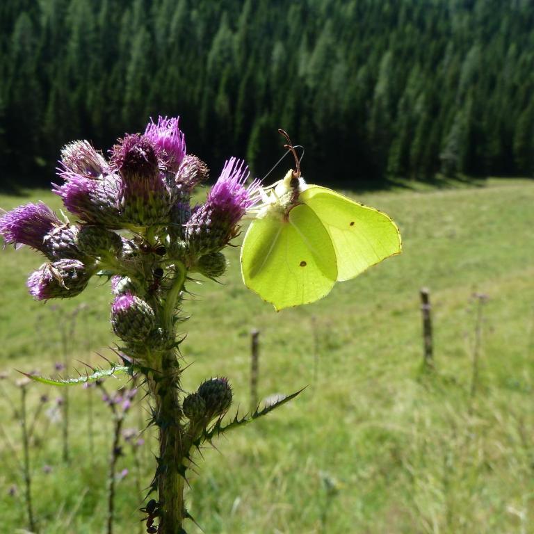 Almhütte Badstube - Ferienhaus - 35
