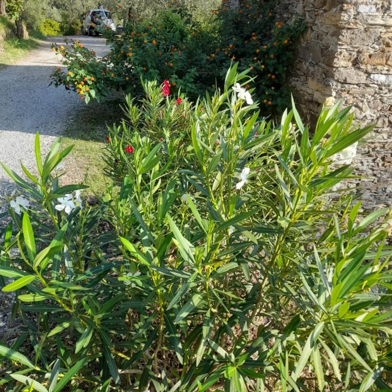 La Rosa dei Venti a 2 km dal mare di Lavagna - Haus mit 1 Schlafzimmer - 12