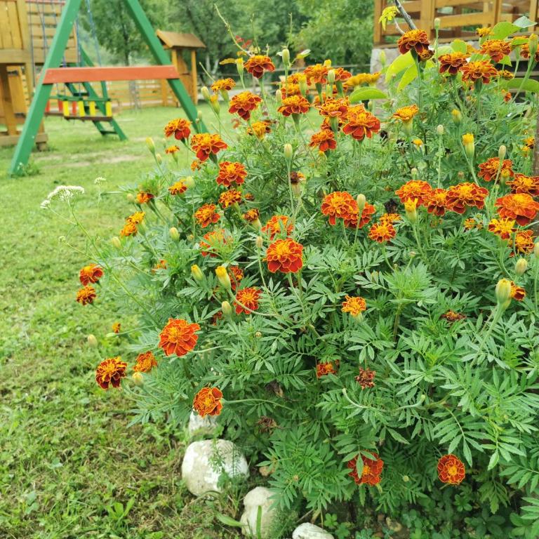 Wooden House Ripac - Two-Bedroom House - 25